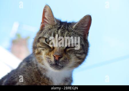 Face de chat errant sur fond bleu ciel Banque D'Images