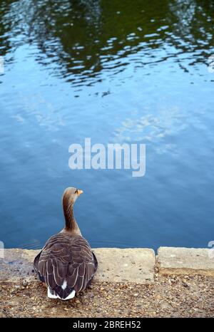 La Grylag Oies (Anser anser) au bord d'un lac à Kelsey Park, Beckenham, Londres. L'oie regarde au-dessus de l'eau de penser, de contempler ou de méditer Banque D'Images