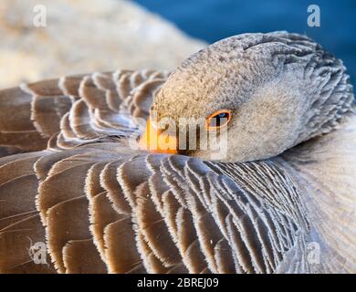 Grylag Goose (Anser anser) à Kelsey Park, Beckenham, dans le Grand Londres, avec sa tête nichée dans son aile Banque D'Images