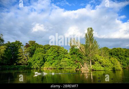 Kelsey Park, Beckenham, Grand Londres avec ciel bleu et nuages blancs. Un cygne débarque sur le lac. Banque D'Images