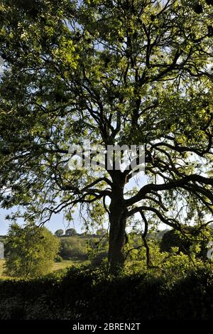 Le frêne européen, également connu sous le nom de Fraxinus excelsior, est rétroéclairé dans la campagne britannique, Dorset, Angleterre Banque D'Images