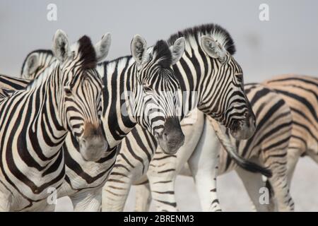 Troupeau de zèbres rayés avec des muzzles curieux sur la savane africaine en saison sèche dans la poussière sans eau jour. Safari en Namibie Banque D'Images