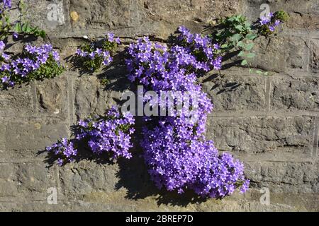 De belles fleurs violettes, connues sous le nom de Campanula Bavarian Blue, poussent d'un mur de jardin Banque D'Images