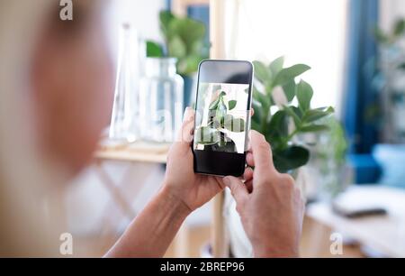 Femme méconnaissable avec smartphone à l'intérieur, prenant la photo de plante. Banque D'Images