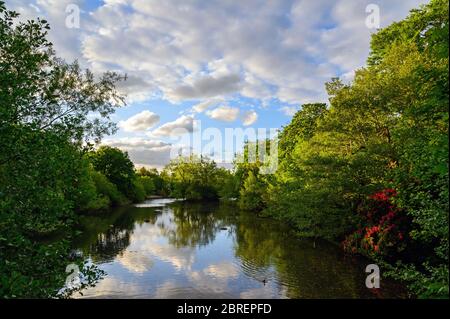 Kelsey Park, Beckenham, Londres avec des nuages blancs et des arbres se reflétant dans le lac. Belle vue sur le parc Kelsey, Beckenham, avec des fleurs rouges Banque D'Images