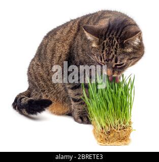 chat de tabby aux yeux jaunes mangeant des pousses d'avoine verte fraîche gros plan isolé sur fond blanc avec mise au point sélective et flou Banque D'Images