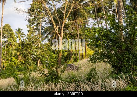 Un buffle avec de grandes cornes coulées sur la pelouse dans une jungle tropicale verte Banque D'Images