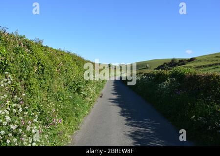 Une ruelle de campagne typique avec une fleur de persil de vache au bord de la route au début de l'été, entre Poyntington et Oborne à Dorset, en Angleterre. Banque D'Images