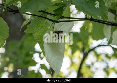 Photo macro d'une fleur blanche d'un arbre à colombes (Davidia involucrata) avec un rétroéclairage vert et un feuillage Banque D'Images