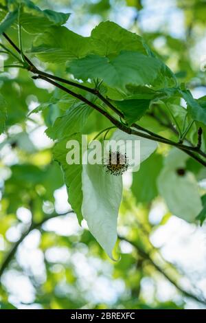 Photo macro d'une fleur blanche d'un arbre à colombes (Davidia involucrata) avec un rétroéclairage vert et un feuillage Banque D'Images