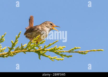 Wren, petit oiseau, oiseau sauvage, perching sur une branche dans un jardin britannique, été 2020 Banque D'Images