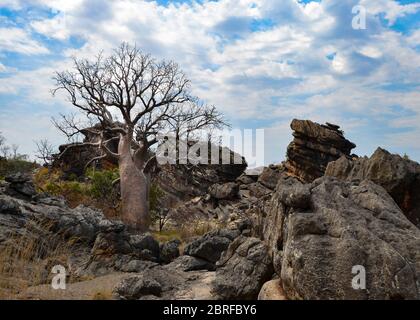 Boab Boab Boab Boab Boab Boab Tree en Australie occidentale Kimberley WA. Banque D'Images