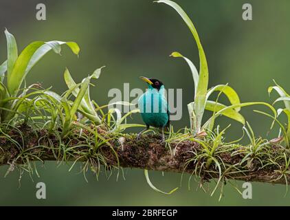 Vert Honeyspeeper: Chlorophanes spiza. Homme Costa Rica. Banque D'Images