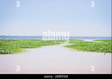 Nagerez la gloire du matin au village flottant de Kompong Luong. Krakor, Cambodge, Asie du Sud-est Banque D'Images