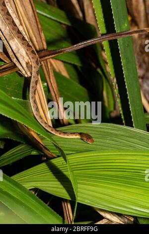 Serpent à œil de chat (Leptodeira septentrionalis). Costa Rica. Banque D'Images
