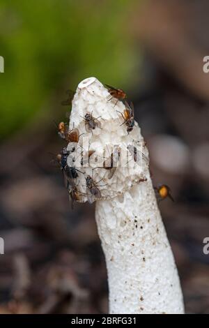 Champignon de la corne de rose : phallus impudicus. Mouches mangeant la masse de spores. Surrey, Royaume-Uni. Banque D'Images