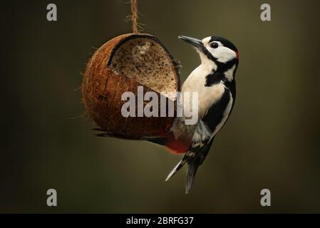 Grand pic à pois mâle sur noix de coco penchée au suet. Banque D'Images