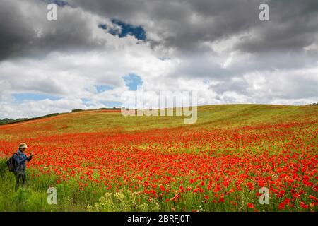 Champ de pavot d'été britannique (Papaver rhoeas). Coquelicots rouges communs en fleur, campagne britannique. Banque D'Images