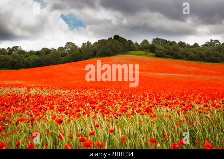 Coquelicots rouges communs dans les fleurs (Papaver rhoeas) en croissance dans les champs de campagne du Royaume-Uni. Champ de pavot d'été et nuages sombres spectaculaires. Symbole du jour du souvenir. Banque D'Images