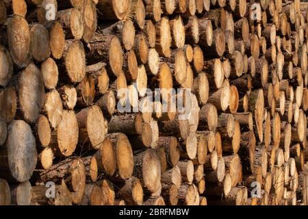 Vue latérale du motif de troncs d'arbres empilés pour l'arrière-plan Banque D'Images