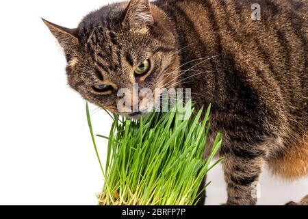 chat de tabby aux yeux jaunes en train de manger de l'herbe verte fraîche en gros plan arrière-plan blanc avec mise au point sélective et flou Banque D'Images