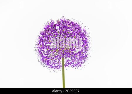 Une fleur d'Allium violette sur fond blanc. L'inflorescence comprend des ombeaux Banque D'Images