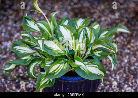 Plante de Hosta undulata variégée, qui pousse dans un pot de fleurs bleu sur fond de gravier, photographiée au printemps à Surrey, dans le sud-est de l'Angleterre Banque D'Images