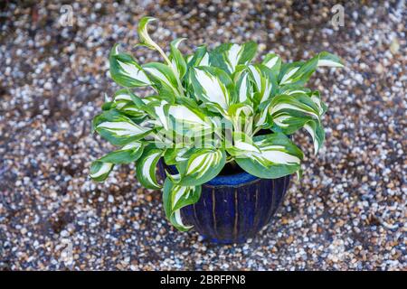 Plante de Hosta undulata variégée, qui pousse dans un pot de fleurs bleu sur fond de gravier, photographiée au printemps à Surrey, dans le sud-est de l'Angleterre Banque D'Images