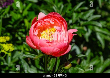 Vue rapprochée de la moitié double, rose saumon pivoine charme corail floraison de la fin du printemps au début de l'été dans un jardin est Surrey, sud-est de l'Angleterre Banque D'Images