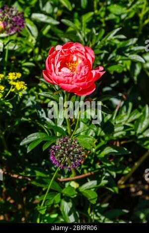 Vue rapprochée de la moitié double, rose saumon pivoine charme corail floraison de la fin du printemps au début de l'été dans un jardin est Surrey, sud-est de l'Angleterre Banque D'Images