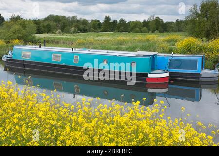 Deux bateaux étroits bleus bien gardés amarrés le jour du printemps sur la rivière Lea entre Ware et Hertford dans le Hertfordshire, au Royaume-Uni Banque D'Images