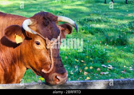 Espèce de vache galicienne appelée Rubia Galega Banque D'Images