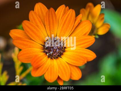Un plan macro sur une orange osteospermum bloom. Banque D'Images
