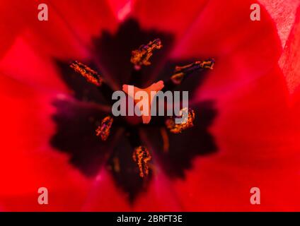 Une macro shot à l'intérieur d'une tulipe rouge. Banque D'Images