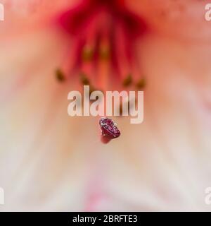 Un plan macro sur une fleur de rhododendron rose bush. Banque D'Images