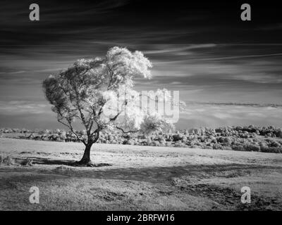 Une image infrarouge d'un arbre sur Black Down dans le paysage national de Mendip Hills, Somerset, Angleterre. Banque D'Images