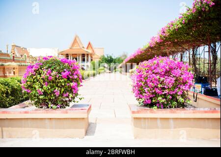 Fleurs dans le domaine du Centre bouddhiste de Vispassna, Udong, province de Kampong Speu, Cambodge, Asie du Sud-est Banque D'Images