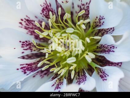 Un gros plan du centre d'une fleur d'helleborus blanc. Banque D'Images