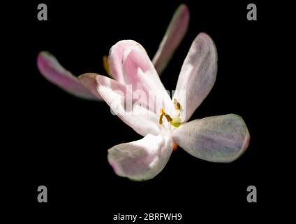 Un plan macro sur une fleur de chèvrefeuille de Tartarie. Banque D'Images