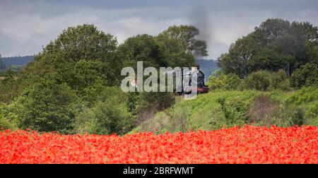 Vue de face du paysage du train à vapeur britannique d'époque, Raveningham Hall 6960 locomotive, approchant le champ rural de la campagne des coquelicots rouges, été Royaume-Uni. Banque D'Images