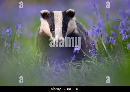Badger dans un bois de bluebell. Banque D'Images