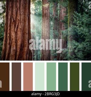 Tôt le matin, lumière du soleil dans les séquoias de Mariposa Grove, parc national de Yosemite, Californie, États-Unis, dans une palette de couleurs avec swatc de couleur gratuit Banque D'Images