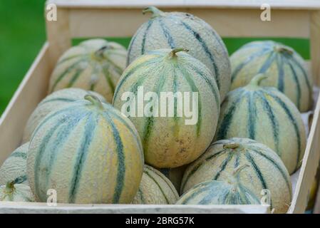 Une boîte pleine de melons Charentais (spécialité locale) sur un marché à Saint-Palais-sur-Mer, Charente-Maritime, sur la côte sud-ouest de la France Banque D'Images