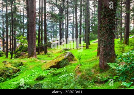 Arbres de Deodar dans le parc naturel de Manali, parc public près du village de Manali dans l'Himachal Pradesh dans le nord de l'Inde Banque D'Images