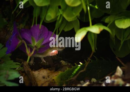 21 Mai 2020: UK Wildlife: Souris de champ (également connue sous le nom de souris en bois (Apodemus sylvaticus)) dans le jardin sous-pousse attrapant la lumière du soleil dans ses mains. West Yorkshire, Royaume-Uni. Rebecca Cole/Alamy News (c) Banque D'Images