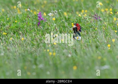Pheasant commun - Phasianus colchicus, bel oiseau coloré des champs et des prés d'Euroasian, île de Pag, Croatie. Banque D'Images