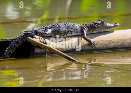 Crocodile d'eau salée ou estuarienne (Crocodylus porosus), jeune se prélassant sur une bûche, rivière Nilwala, Matara, Sri Lanka. Banque D'Images