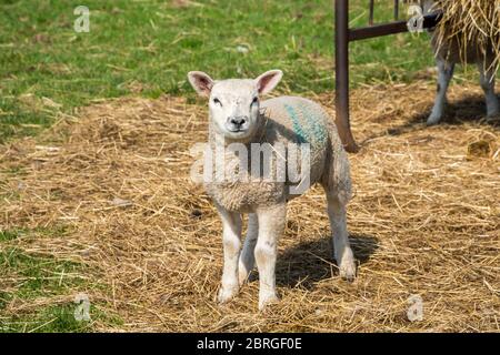 nouveaux agneaux à la campagne ; lancashire ; angleterre ; royaume-uni ; Banque D'Images