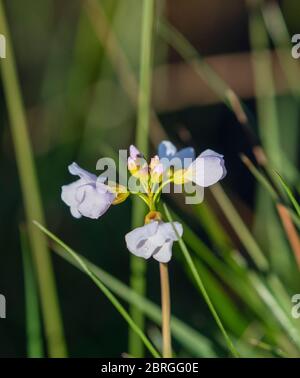 Fleur de coucou Banque D'Images