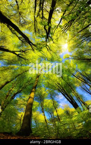 Vue panoramique majestueuse vers le haut de la canopée dans une forêt de hêtres avec feuillage vert frais, rayons du soleil et ciel bleu clair Banque D'Images